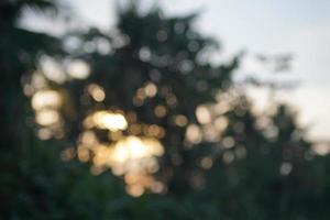 Abstract blur photo of coconut trees and branches in the morning with sunrise background