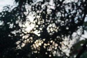 Abstract blur photo of coconut trees and branches in the morning with sunrise background