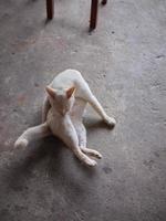 ANIMAL BACKGROUND . white cat on the floor and licks the paws . photo