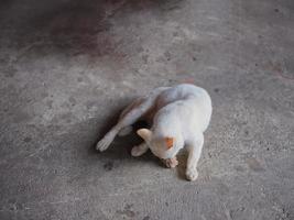 ANIMAL BACKGROUND . white cat on the floor and licks the paws . photo