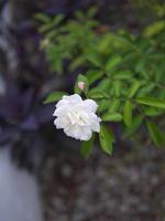 Beautiful white rose in garden background . Concept love . Space for text photo