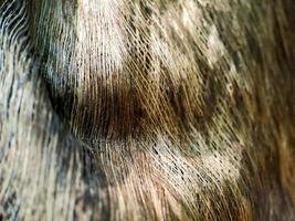 Close up of a coconut coir structure, shot on a coconut fiber tree, brown natural background for consumption and environmental production. commonly used for car seats, mattresses photo