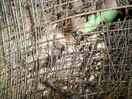 primer plano de una estructura de fibra de coco, filmada en un árbol de fibra de coco, fondo natural marrón para el consumo y la producción ambiental. comúnmente utilizado para asientos de automóviles, colchones foto