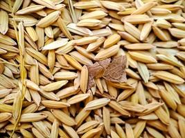 paddy rice in Indonesia, food paddy rice. background, surface, Background from pile of paddy rice and rice seeds, macro shot from the top view photo