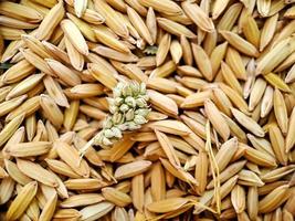 paddy rice in Indonesia, food paddy rice. background, surface, Background from pile of paddy rice and rice seeds, macro shot from the top view photo