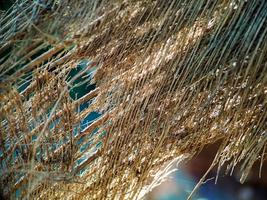 Close up of a coconut coir structure, shot on a coconut fiber tree, brown natural background for consumption and environmental production. commonly used for car seats, mattresses photo