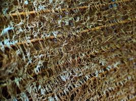 Close up of a coconut coir structure, shot on a coconut fiber tree, brown natural background for consumption and environmental production. commonly used for car seats, mattresses photo