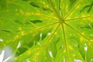 Close up papaya leaf photo