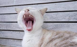 el gato abrió la boca y sacó la lengua, bosteza foto