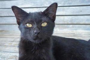 A black cat laying on the chair photo