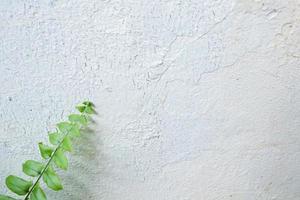 White wall with a fern leaf photo