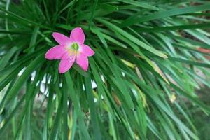 Fairy Lily, Rain Lily, Zephyr Flower photo