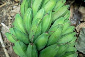 A bunch of green raw banana photo