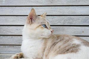 A cat laying on the chair photo