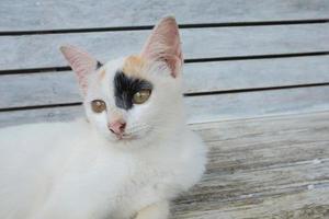 un lindo gato en la silla foto