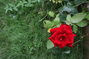 A red rose in the garden photo