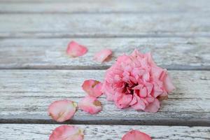 A pink rose on the table photo