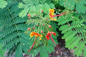 Barbados Pride, Dwarf poinciana, Flower fence, Paradise Flower, Peacock's crest, Pride of Barbados photo