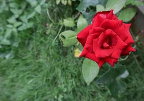 A red rose in the garden photo