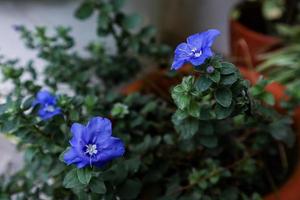 Ground Morning Glory photo