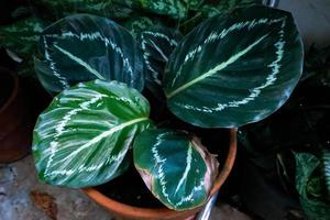 Calathea planted in a pot photo