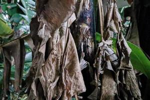 Dried banana leaves on tree photo