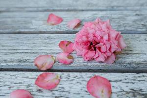 A beautiful pink rose photo