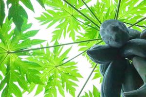 A papaya tree with many fruits photo