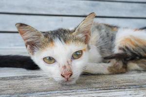 A cat was laying on the chair photo