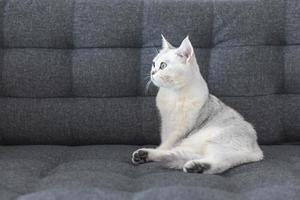Cat cute with white short hair breed of British purebred. The Kitten pet is adorable sitting on a sofa looking camera eyes yellow-green. Feline mammals are fluffy and playful.