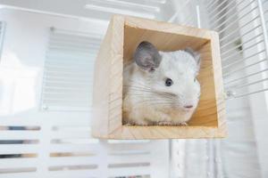 chinchilla linda mascota pelaje pelo blanco esponjoso y ojos negros. primer plano animal roedor adorable manso oído gris mirando a la cámara. Los mamíferos felinos son esponjosos y juguetones. foto