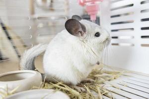 chinchilla linda mascota pelaje pelo blanco esponjoso y ojos negros. primer plano animal roedor adorable manso oído gris mirando a la cámara. Los mamíferos felinos son esponjosos y juguetones. foto