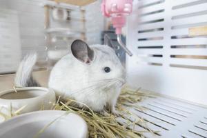 chinchilla linda mascota pelaje pelo blanco esponjoso y ojos negros. primer plano animal roedor adorable manso oído gris mirando a la cámara. Los mamíferos felinos son esponjosos y juguetones. foto