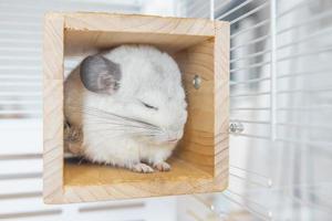 chinchilla linda mascota pelaje pelo blanco esponjoso y ojos negros. primer plano animal roedor adorable manso oído gris mirando a la cámara. Los mamíferos felinos son esponjosos y juguetones. foto