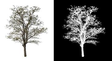 single tree with clipping path and alpha channel on black background photo