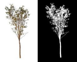 single tree with clipping path and alpha channel on black background photo