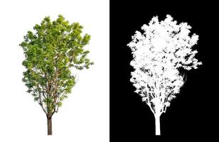 Green tree isolated on white background with clipping path, single tree with clipping path and alpha channel on black background photo