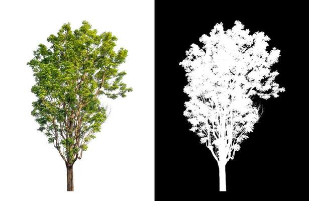 Tree Plan Architecture Stock Photos, Images and Backgrounds for Free