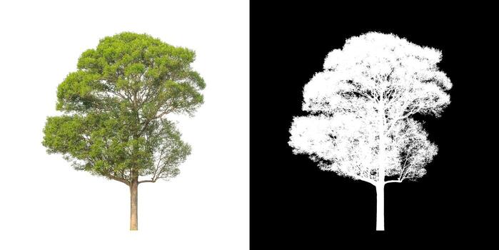 Green tree isolated on white background with clipping path, single tree with clipping path and alpha channel on black background photo
