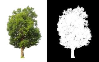 single tree with clipping path and alpha channel on black background photo