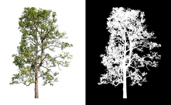 Tree that are isolated on a white background are suitable for both printing photo