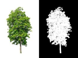 Green tree isolated on white background with clipping path, single tree with clipping path and alpha channel on black background photo