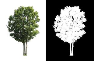 single tree with clipping path and alpha channel on black background photo