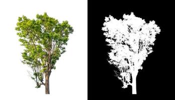 árbol verde aislado en fondo blanco con ruta de recorte, árbol único con ruta de recorte y canal alfa en fondo negro foto