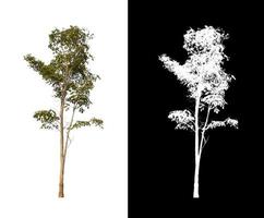 single tree with clipping path and alpha channel on black background photo