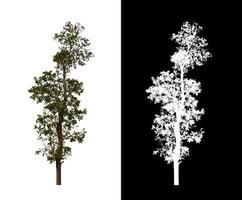 single tree with clipping path and alpha channel on black background photo