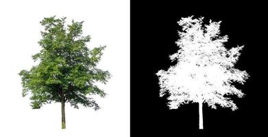 single tree with clipping path and alpha channel on black background photo