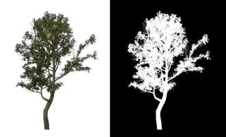 single tree with clipping path and alpha channel on black background photo