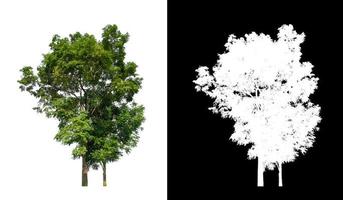 Tree that are isolated on a white background are suitable for both printing photo