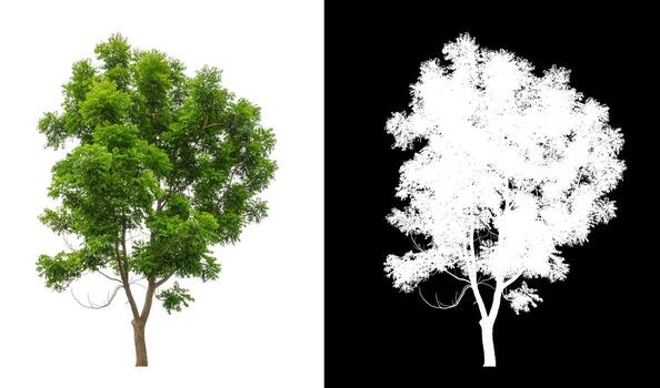 Green tree isolated on white background with clipping path, single tree with clipping path and alpha channel on black background photo